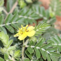 Tribulus terrestris L.